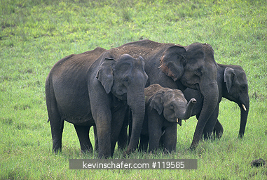 ELEPHANT, ASIAN: Asian or Indian Elephant (Elephas maximus) Endangered, family group, Periyar Reserve, Southern India.