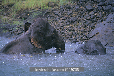 ELEPHANT, ASIAN: Asian or Indian Elephant (Elephas maximus)Endangered, bathing in rain, Periyar Reserve, Southern India.