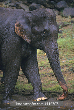 ELEPHANT, ASIAN: Asian or Indian Elephant (Elephas maximus) Endangered, bathing in rain, Periyar Reserve, Southern India.
