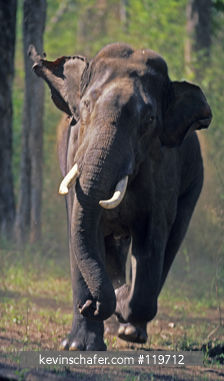 ELEPHANT, ASIAN: Asian or Indian Elephant (Elephas maximus) Bull charging, Periyar Reserve, South India.