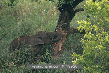 ELEPHANT, ASIAN: (Elephas maximus) Endangered, female reprimanding young, Periyar Reserve, Southern India.