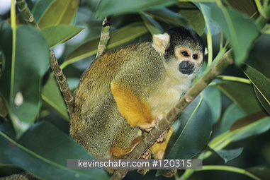 MONKEY, SQUIRREL: (Saimiri sciureus)  Amazonia, portrait of a captive squirrel monkey.