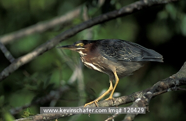 HERON, GREEN-BACKED: (Butorides striatus virescens)  Costa Rica, Tortuguero National Park, Portrait of a green-backed heron.
