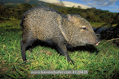 PECCARY, COLLARED: (Tayassu pecari)  Costa Rica, Santa Rosa National Park, Dramatic portrait of a collared peccary.
