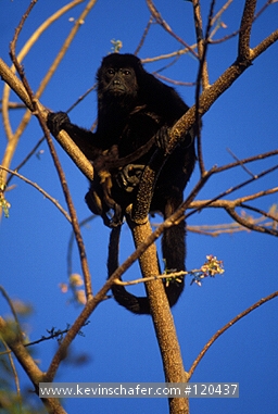 MONKEY: (Alouatta palliata) Mantled Howler Monkey, in a tree, Santa Rosa National Park, Costa Rica.