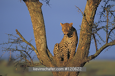 LEOPARD: (Panthera pardus)   Kenya, Masai Mara Reserve,  Male leopard in tree at dawn.