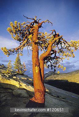 TREES, JEFFREY PINE: Jeffrey Pine Tree, (Pinus jeffreyi), sunset at Yosemite National Park, California.