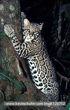 OCELOT: (Felis pardalis)  Captive portrait of the endangered ocelot, native to Central and South America.