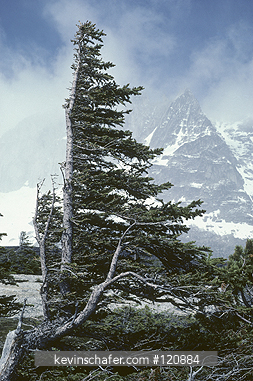 CANADA, BRITISH COLUMBIA: Bugaboo Range, Alpine Fir, \\\