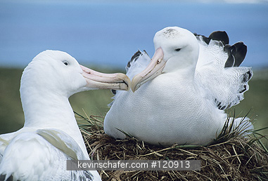 ALBATROSS, WANDERING: (Diomedea exulans) courting pair, South Georgia Island, sub-Antarctica.