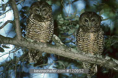 OWL, NORTHERN SPOTTED: (Strix occidentalis)  USA, Northern California, Roosting pair of Northern spotted owls, endangered.