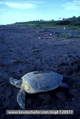 TURTLE, GREEN SEA: (Chelonia mydas)  Costa Rica, Tortuguero National Park, Female green sea turtle after nesting.