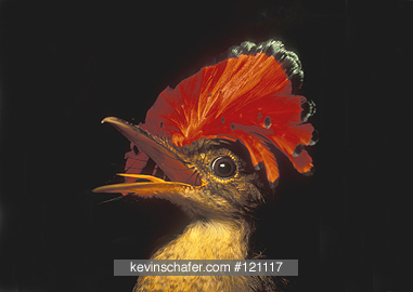 FLYCATCHER, ROYAL: (Onychorhynchus coronatus) 
SE Peru, Amazonia, Portrait of royal flycatcher with extended crest.