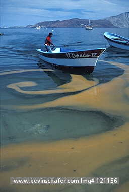 MEXICO, SEA OF CORTEZ: Boaters floating amid red-tide bloom, massive growth of Dinoflagellates   
(Noctiluca scintillans). Bahia de los Angeles, Sea of Cortez, Baja California, Mexico.