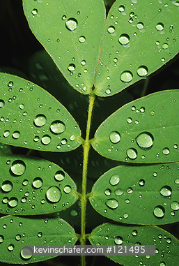 RAINFOREST, PLANT: Costa Rica, Monteverde Cloud Forest, raindrops on rainforest leaves.
