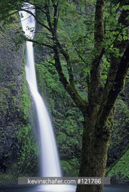 OREGON, USA: Columbia Gorge, Horsetail Falls, June.