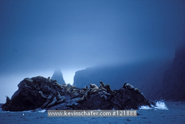 SEA LIONS: (Eumetopias jubatus) Stellar, (Northern), Pyramid Island, Bering Sea, Alaska.