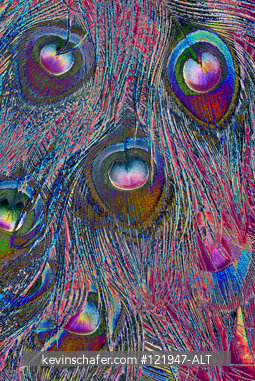 PEACOCK: Detail of colorful Peacock feathers, digitally enhanced.