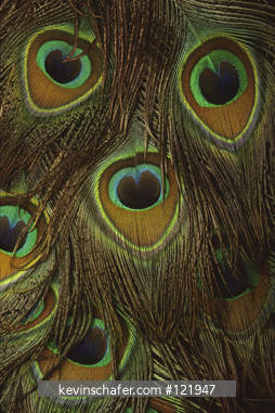 PEACOCK: Detail of colorful peacock feathers.