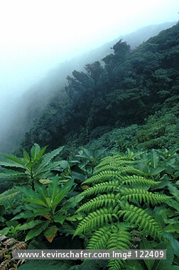 COSTA RICA: Costa Rica, Monteverde Cloud Forest reserve, View at La Ventana, viewpoint on Continental Divide.  Cordillera Tilaran.
