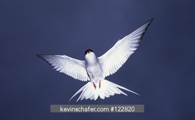 TERN, ARCTIC: (Sterna paradisaea) Dive-bombing, Kongsfjord, Svalbard, Norway.