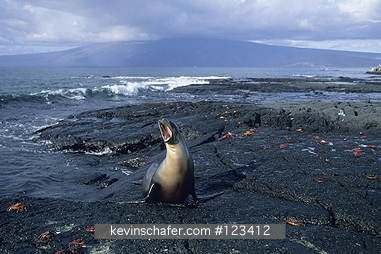SEA LION, GALAPAGOS: (Zalophus wollebaeki) Galapagos Islands, Fernandina Island, Galapagos sea lion barking on rocky shoreline. ECUADOR