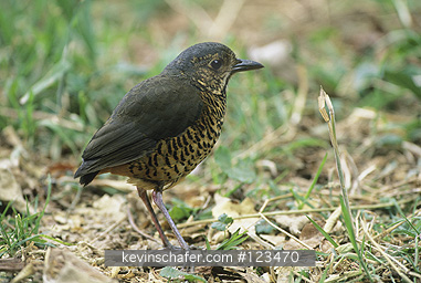 ANTPITTA, UNDULATED: (Grallaria aquamigera)  Ecuador, Pasochoa Reserve, Highlands, Undulated antpitta.