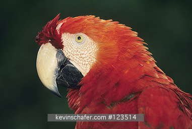 MACAW, SCARLET: (ara macao)  SE Peru, Tambopata Reserve, Amazonia, Portrait of a scarlet macaw.