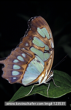 BUTTERFLY, MALACHITE: (Spiroeta stelenes)  Belize, Malachite butterfly on leaf.