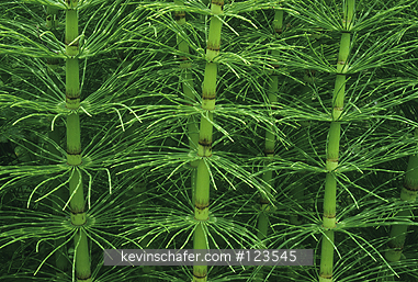HORSETAILS: (Equisetum sp.)  USA, California, Point Reyes, Close-up of horsetail . primitive plant.