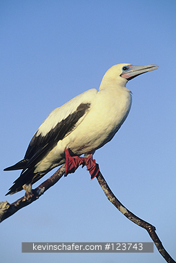 BOOBY, RED-FOOTED: Red Footed Booby, (Sula sula), white phase, at sunset, Tower (Genovesa) Island, Galapagos.