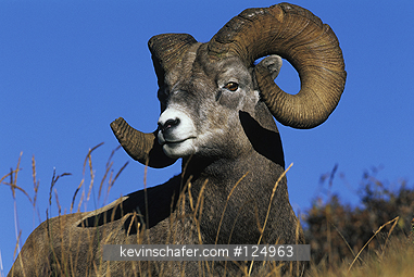 SHEEP: (Ovis canadensis) Ram rests in alpine, Jasper National Park, Alberta, Canada.