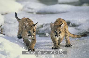 COUGARS, MOUNTAIN LION: (Felis concolor)  Utah, Uinta National Forest,  Mountain lion cubs slipping on ice.  CAPTIVE ANIMALS