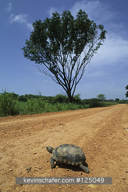 VENEZUELA: Venezuela, Llanos, Hato Pinero, Tortoise crossing the road in large cattle ranch.