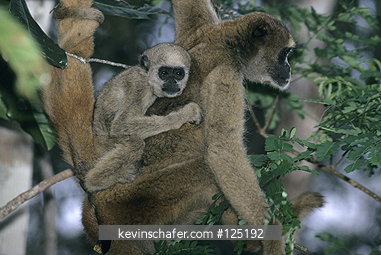 MONKEY, NORTHERN WOOLLY SPIDER: Muriqui (Brachyteles a. hypoxanthus) Reserva Particular do Patrim�nio Natural (RPPN)-Feliciano Miguel Abdala, Brazil, Minas Gerais. Young monkey clings to mother.