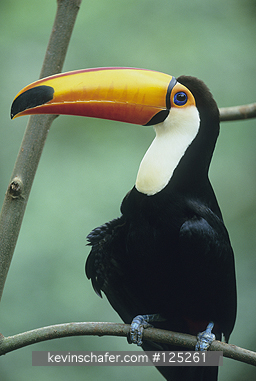 TOUCAN, TOCO: (Ramphastos toco) Brazil, Iguacu National Park, Atlantic Forest