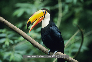TOUCANS, TOCO: Toco Toucan, (Ramphastos toco), Iguacu Falls National Park, Brazil.
