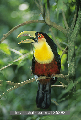 TOUCAN, RED-BREASTED: (Ramphastos dicolorus)  Brazil, Itatiaia National Park, Portrait of a red-breasted toucan perched on branch.