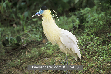 HERON, CAPPED: (Piherodius pileatus)  Brazil, Mato Grosso, Pantanal, Portrait of a capped heron.