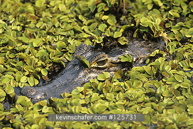 CAIMAN, YACARE: (Caiman crocodilus jacare)  Brazil, Pantanal, Mato Grosso, Yacare caiman lurking in the water.