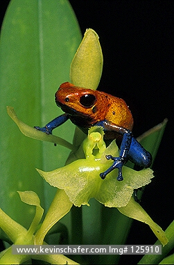 FROG, POISON DART: (Dendrobates pumilio)  Costa Rica, La Selva Reserve, Portrait of poison dart frog.