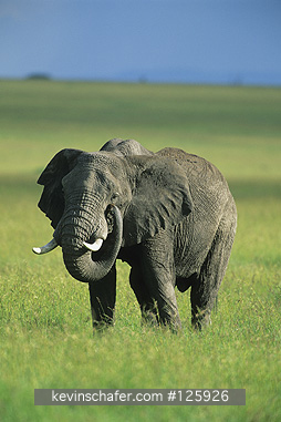 ELEPHANTS, AFRICAN: (Loxodonta africana)  Kenya, Masai Mara Reserve, Portrait of an adult elephant.