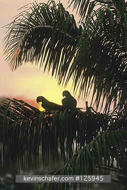 MACAW, HYACINTH: (Anodorhynchus hyacinthinus)  Brazil, Mato Grosso, Pantanal, Two hyacinth macaws in the palm trees.