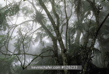 BRAZIL: Brazil, Atlantic Forest, Itatiaia National Park, Montane rainforest at 1100 meters.  The Mata Atlantica is one of the most threatened rainforest ecosystems in the world due to development and farm clearing.