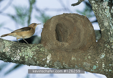 HORNERO, RUFOUS: (Furnarius rufus)  Brazil, Parana, Iguacu Falls, Rufous hornero building nest.
