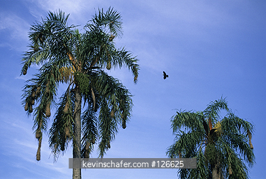 CACIQUE, RED-RUMPED: (Cacicus haemorrhous) Hanging nests, Iguacu Falls, Parana, Brazil.