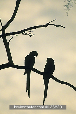 MACAW, HYACINTH: (Anodorhynchus hyacinthinus) Brazil, Pantanal, Mato Grosso, Pair of hyacinth macaw on tree limb.