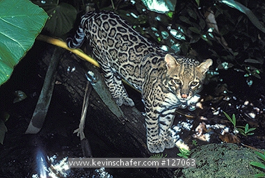 OCELOT: (Felis pardalis) Standing in tree, Central America.