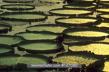 BRAZIL, AMAZON: Tapajos River, Victoria Water Lily (Victoria regia) in backwater pool.