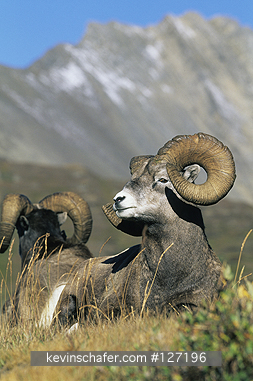 SHEEP: (Ovis canadensis) Bighorn sheep, Rams resting, Jasper National Park, Alberta, Canada.